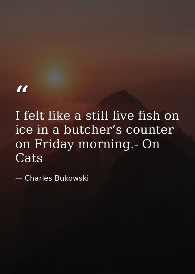 I felt like a still live fish on ice in a butcher’s counter on Friday morning.- On Cats — Charles Bukowski