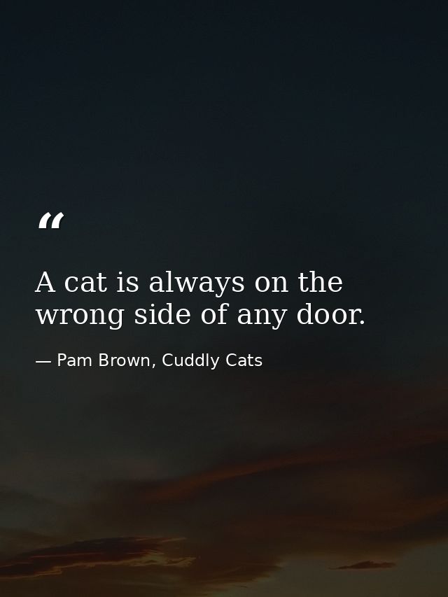 A cat is always on the wrong side of any door. — Pam Brown, Cuddly Cats