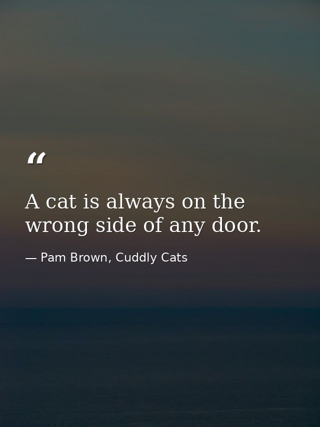 A cat is always on the wrong side of any door. — Pam Brown, Cuddly Cats