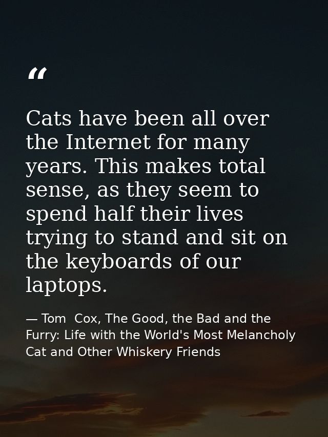 Cats have been all over the Internet for many years. This makes total sense, as they seem to spend half their lives tryi — Tom  Cox, The Good, the Bad and the Furry: Life with the World's Most Melancholy Cat and Other Whiskery Friends