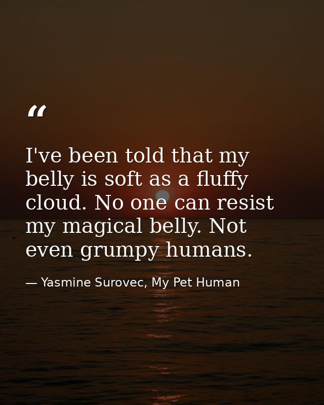 I've been told that my belly is soft as a fluffy cloud. No one can resist my magical belly. Not even grumpy humans. — Yasmine Surovec, My Pet Human