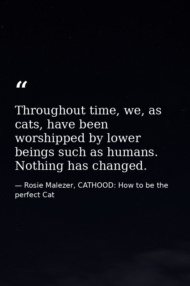 Throughout time, we, as cats, have been worshipped by lower beings such as humans. Nothing has changed. — Rosie Malezer, CATHOOD: How to be the perfect Cat