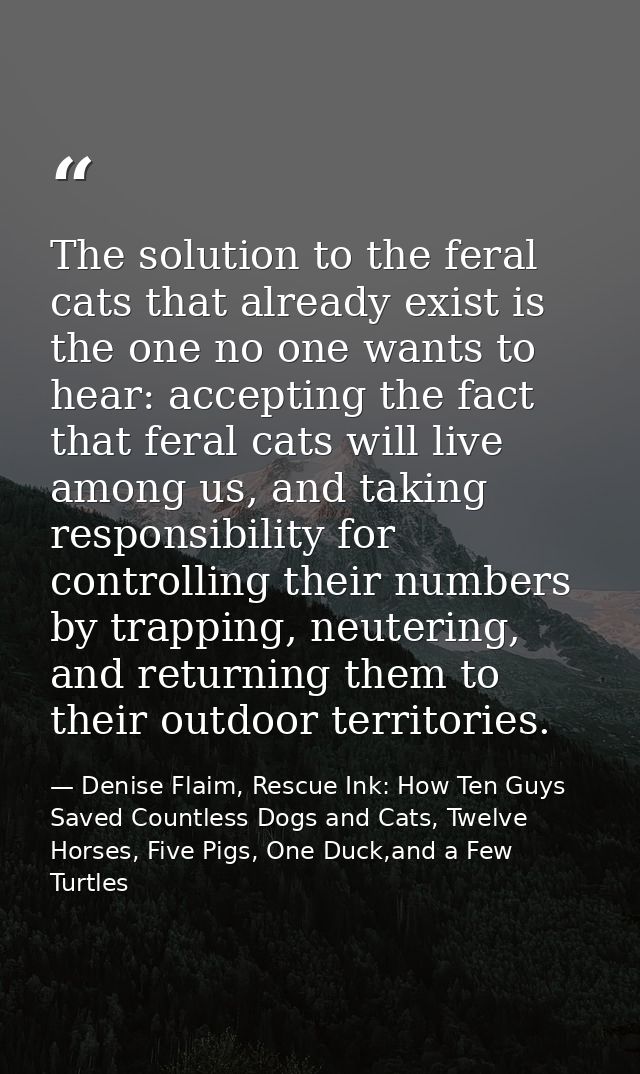 The solution to the feral cats that already exist is the one no one wants to hear: accepting the fact that feral cats wi — Denise Flaim, Rescue Ink: How Ten Guys Saved Countless Dogs and Cats, Twelve Horses, Five Pigs, One Duck,and a Few Turtles