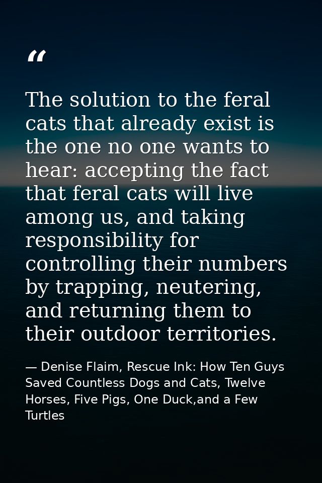 The solution to the feral cats that already exist is the one no one wants to hear: accepting the fact that feral cats wi — Denise Flaim, Rescue Ink: How Ten Guys Saved Countless Dogs and Cats, Twelve Horses, Five Pigs, One Duck,and a Few Turtles