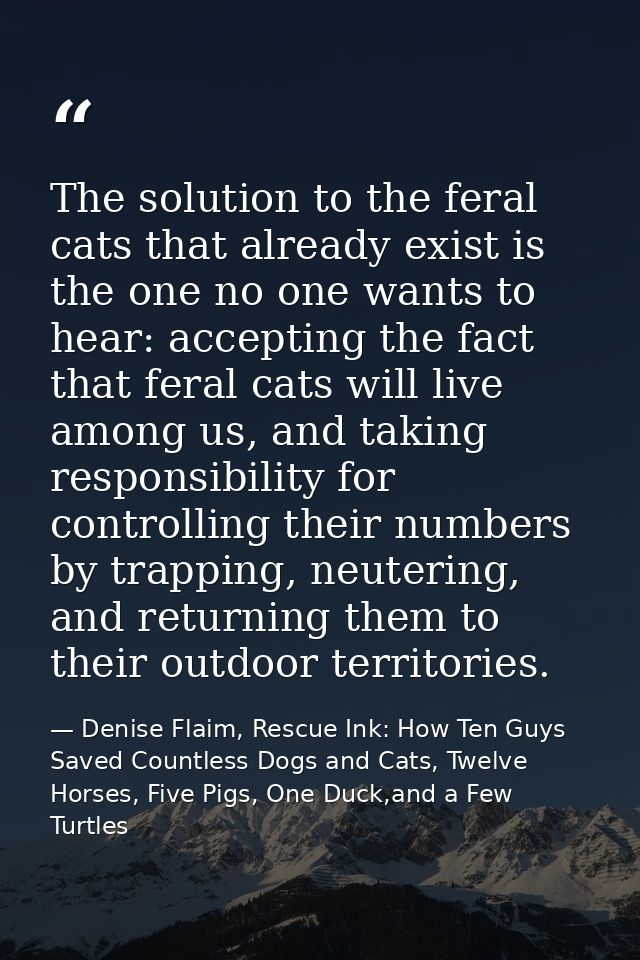 The solution to the feral cats that already exist is the one no one wants to hear: accepting the fact that feral cats wi — Denise Flaim, Rescue Ink: How Ten Guys Saved Countless Dogs and Cats, Twelve Horses, Five Pigs, One Duck,and a Few Turtles