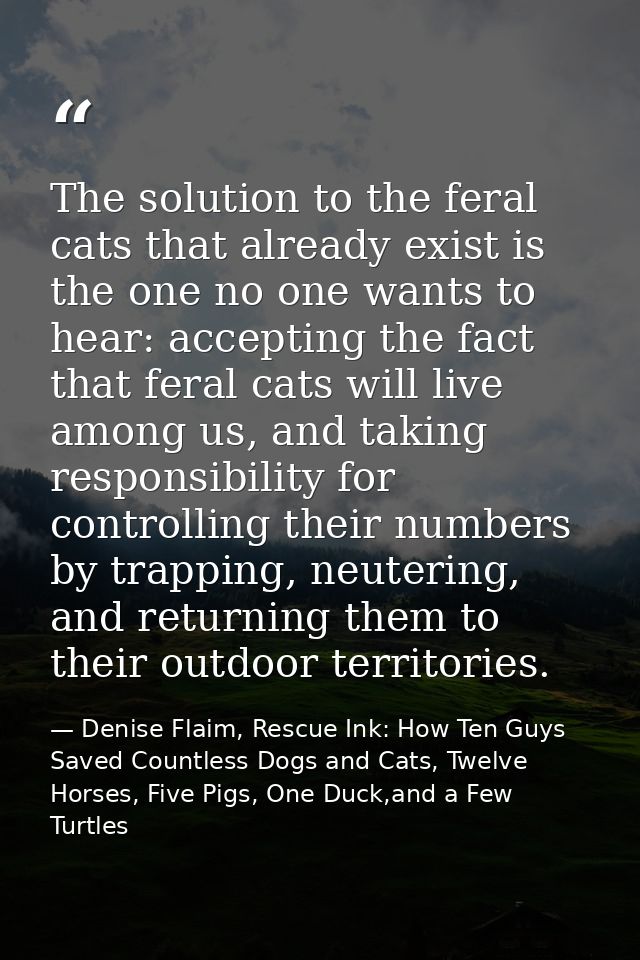 The solution to the feral cats that already exist is the one no one wants to hear: accepting the fact that feral cats wi — Denise Flaim, Rescue Ink: How Ten Guys Saved Countless Dogs and Cats, Twelve Horses, Five Pigs, One Duck,and a Few Turtles