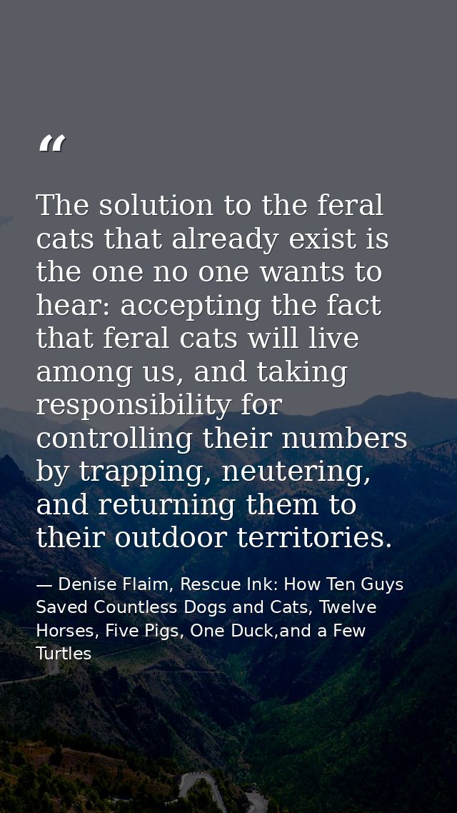 The solution to the feral cats that already exist is the one no one wants to hear: accepting the fact that feral cats wi — Denise Flaim, Rescue Ink: How Ten Guys Saved Countless Dogs and Cats, Twelve Horses, Five Pigs, One Duck,and a Few Turtles