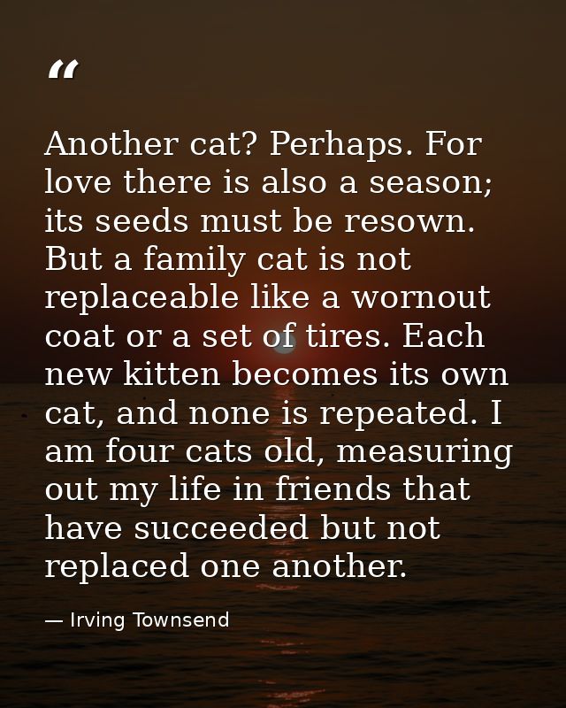 Another cat? Perhaps. For love there is also a season; its seeds must be resown. But a family cat is not replaceable lik — Irving Townsend