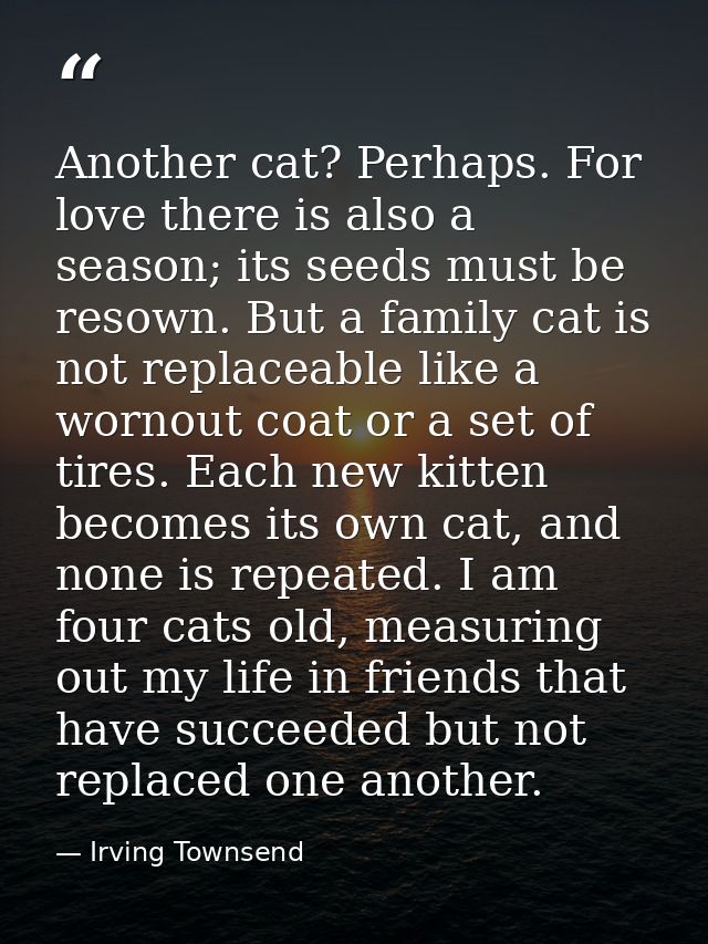 Another cat? Perhaps. For love there is also a season; its seeds must be resown. But a family cat is not replaceable lik — Irving Townsend