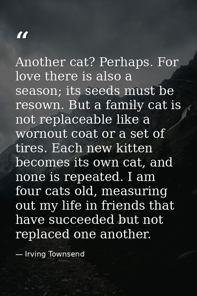 Another cat? Perhaps. For love there is also a season; its seeds must be resown. But a family cat is not replaceable lik — Irving Townsend
