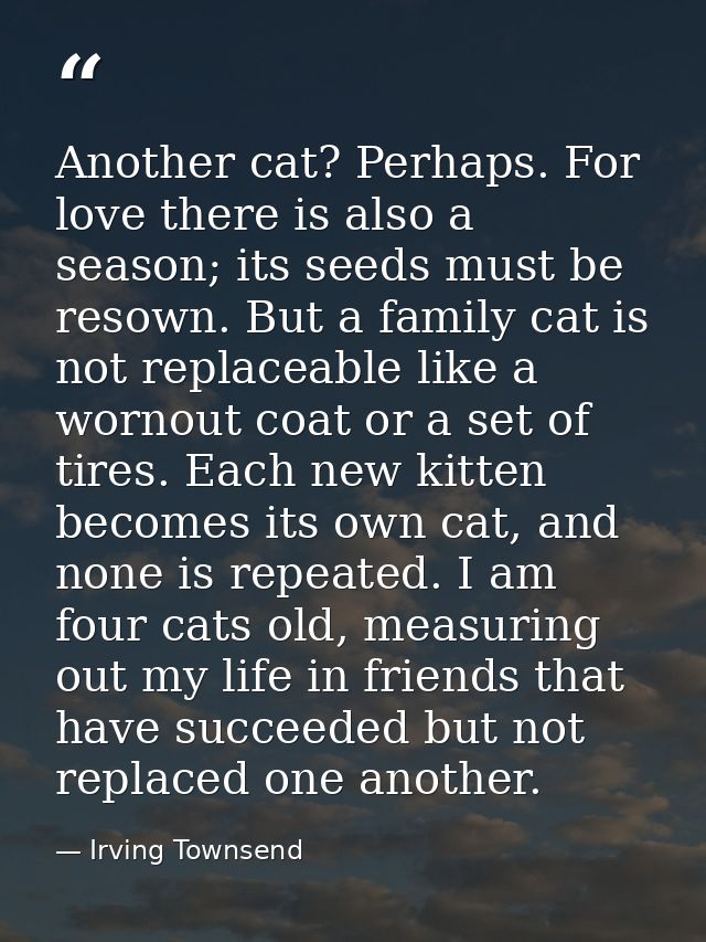 Another cat? Perhaps. For love there is also a season; its seeds must be resown. But a family cat is not replaceable lik — Irving Townsend