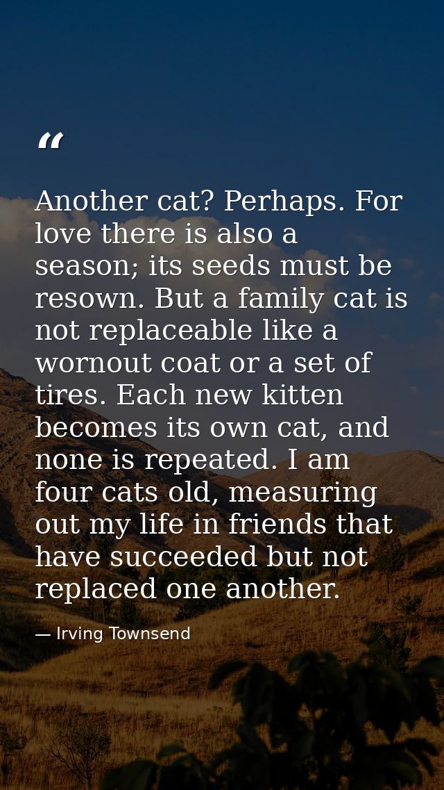 Another cat? Perhaps. For love there is also a season; its seeds must be resown. But a family cat is not replaceable lik — Irving Townsend