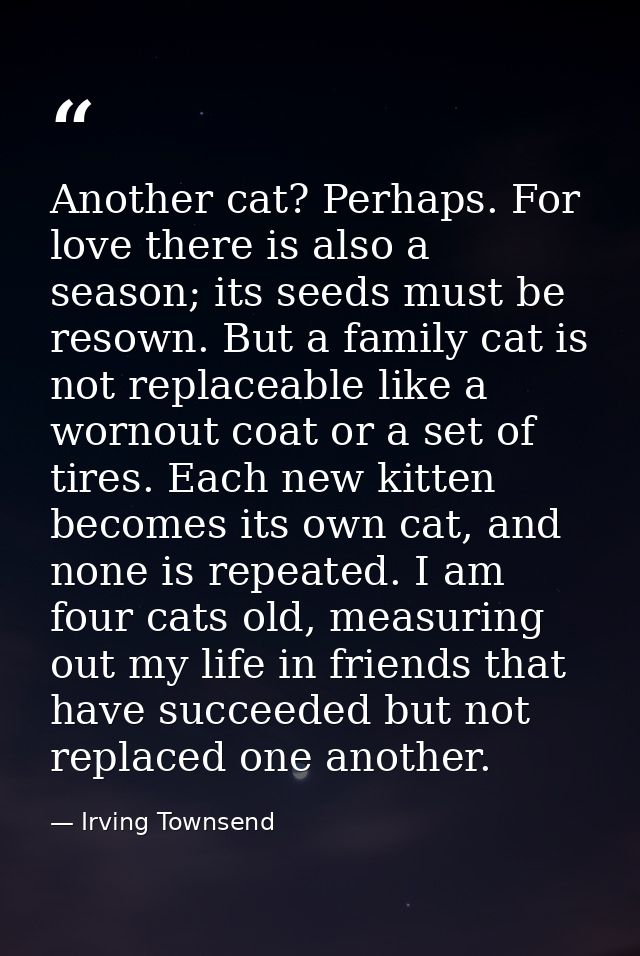 Another cat? Perhaps. For love there is also a season; its seeds must be resown. But a family cat is not replaceable lik — Irving Townsend