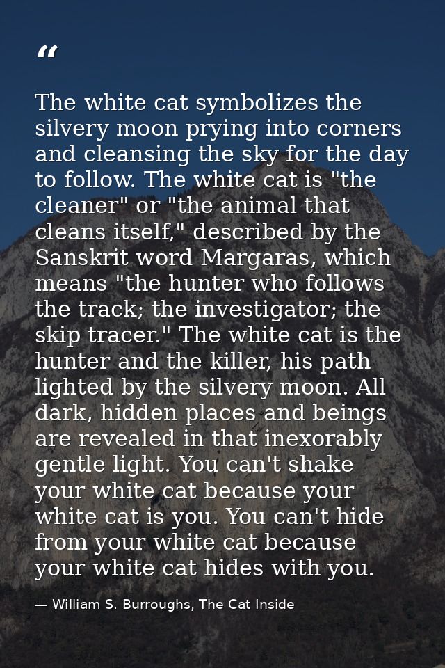 The white cat symbolizes the silvery moon prying into corners and cleansing the sky for the day to follow. The white cat — William S. Burroughs, The Cat Inside