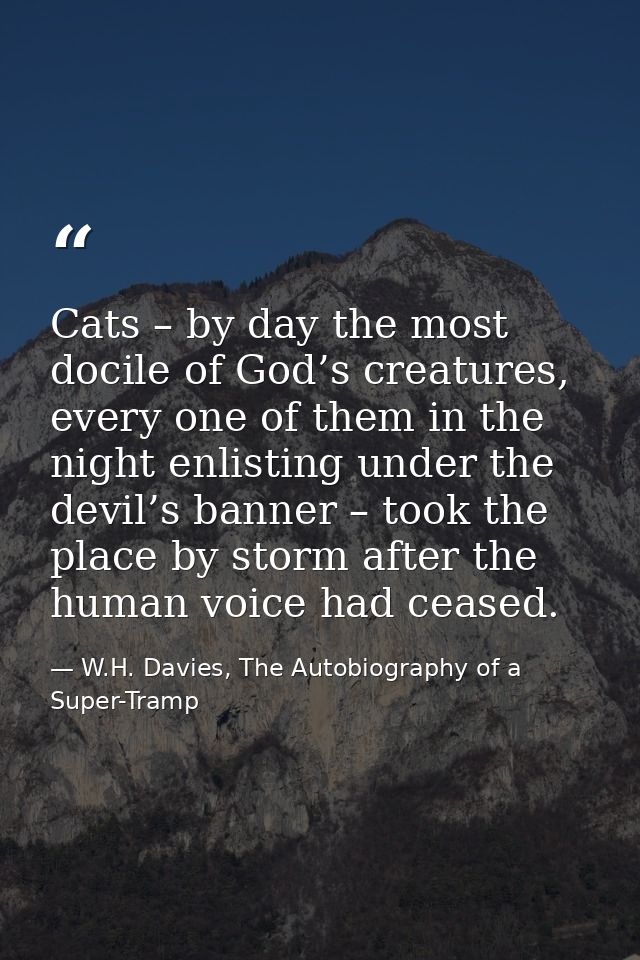 Cats – by day the most docile of God’s creatures, every one of them in the night enlisting under the devil’s banner – to — W.H. Davies, The Autobiography of a Super-Tramp