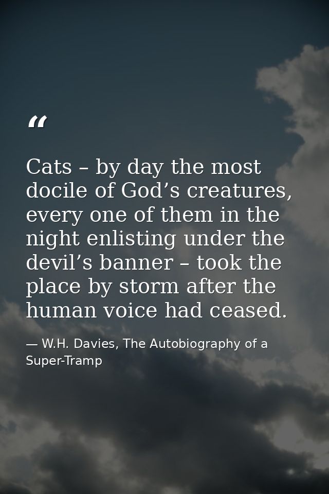 Cats – by day the most docile of God’s creatures, every one of them in the night enlisting under the devil’s banner – to — W.H. Davies, The Autobiography of a Super-Tramp