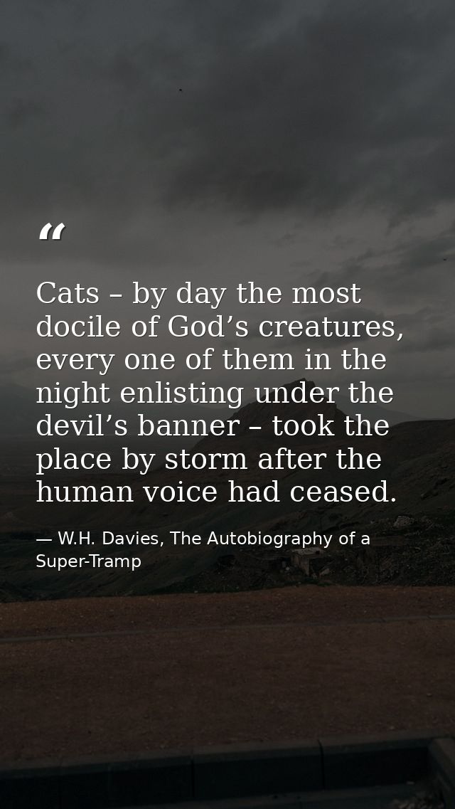 Cats – by day the most docile of God’s creatures, every one of them in the night enlisting under the devil’s banner – to — W.H. Davies, The Autobiography of a Super-Tramp