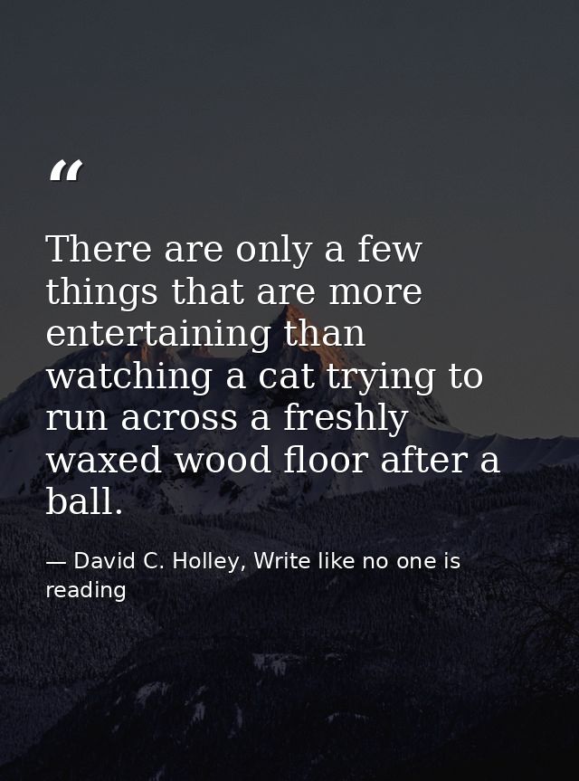 There are only a few things that are more entertaining than watching a cat trying to run across a freshly waxed wood flo — David C. Holley, Write like no one is reading