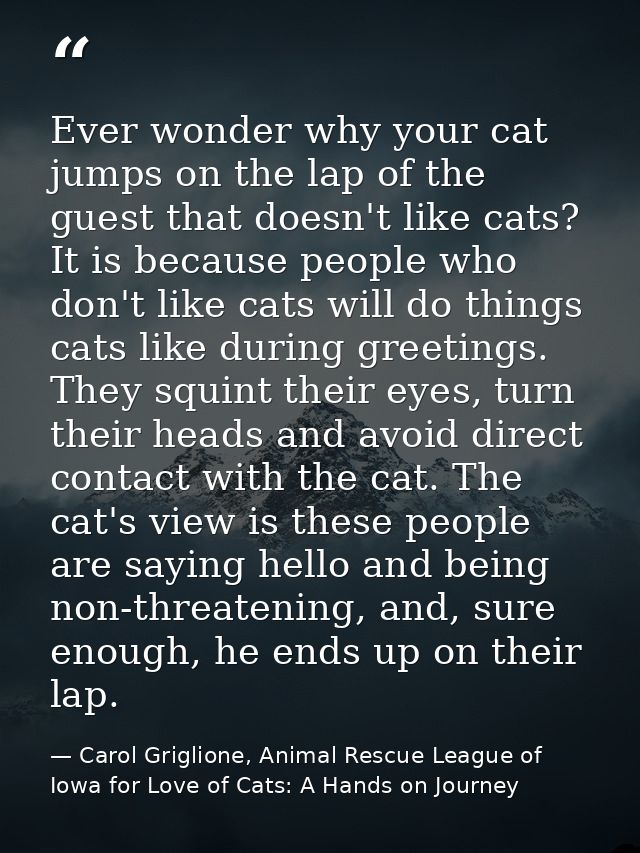 Ever wonder why your cat jumps on the lap of the guest that doesn't like cats? It is because people who don't like cats  — Carol Griglione, Animal Rescue League of Iowa for Love of Cats: A Hands on Journey