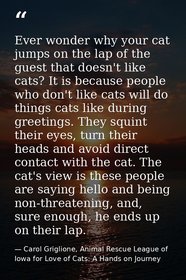 Ever wonder why your cat jumps on the lap of the guest that doesn't like cats? It is because people who don't like cats  — Carol Griglione, Animal Rescue League of Iowa for Love of Cats: A Hands on Journey