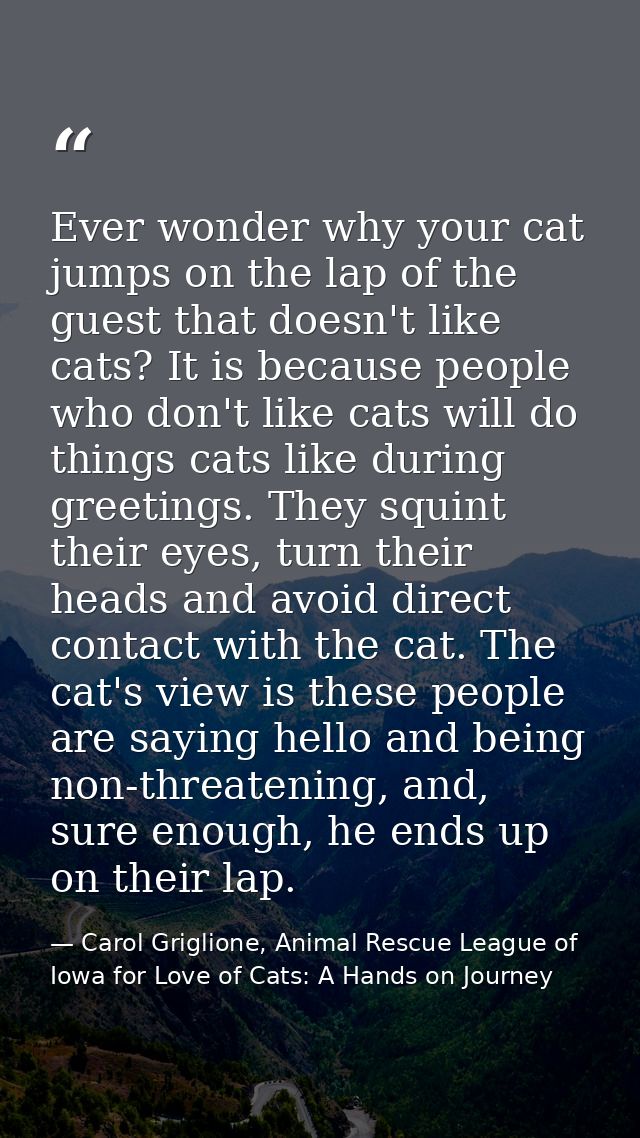 Ever wonder why your cat jumps on the lap of the guest that doesn't like cats? It is because people who don't like cats  — Carol Griglione, Animal Rescue League of Iowa for Love of Cats: A Hands on Journey