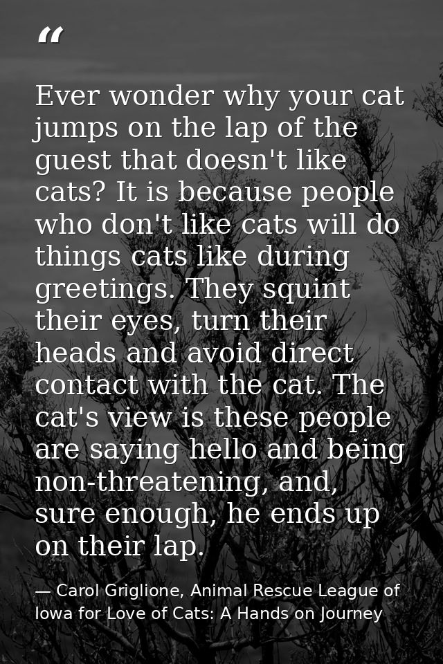 Ever wonder why your cat jumps on the lap of the guest that doesn't like cats? It is because people who don't like cats  — Carol Griglione, Animal Rescue League of Iowa for Love of Cats: A Hands on Journey
