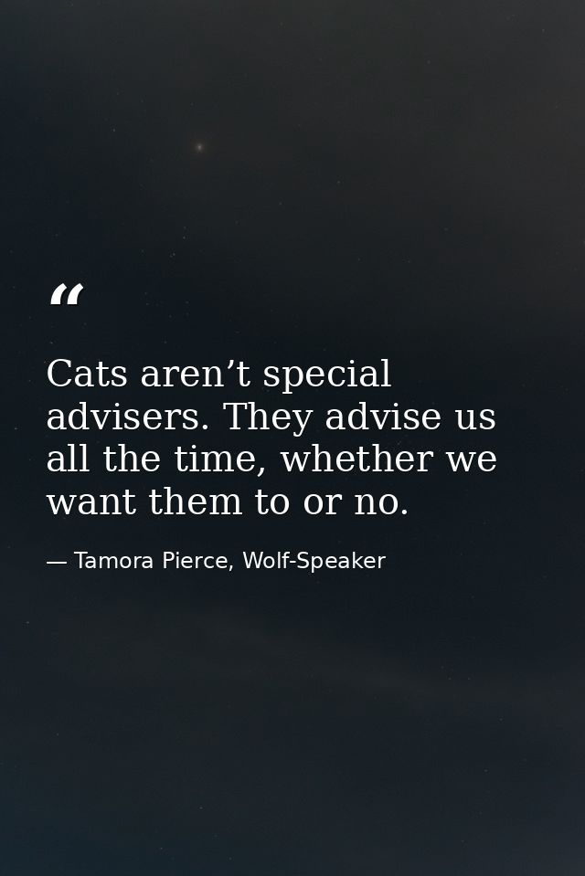 Cats aren’t special advisers. They advise us all the time, whether we want them to or no. — Tamora Pierce, Wolf-Speaker