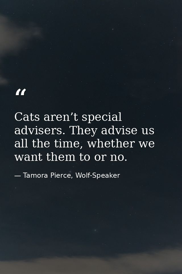 Cats aren’t special advisers. They advise us all the time, whether we want them to or no. — Tamora Pierce, Wolf-Speaker