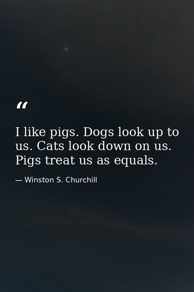 I like pigs. Dogs look up to us. Cats look down on us. Pigs treat us as equals. — Winston S. Churchill