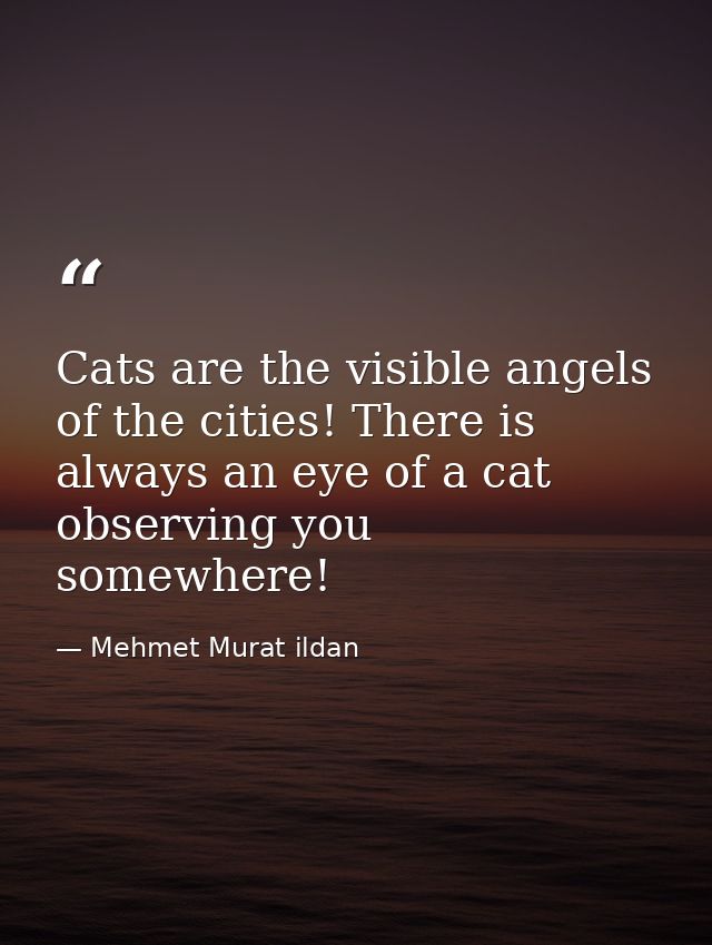 Cats are the visible angels of the cities! There is always an eye of a cat observing you somewhere! — Mehmet Murat ildan