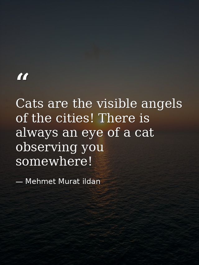 Cats are the visible angels of the cities! There is always an eye of a cat observing you somewhere! — Mehmet Murat ildan