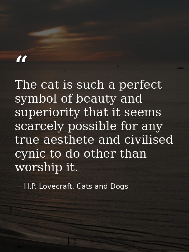 The cat is such a perfect symbol of beauty and superiority that it seems scarcely possible for any true aesthete and civ — H.P. Lovecraft, Cats and Dogs