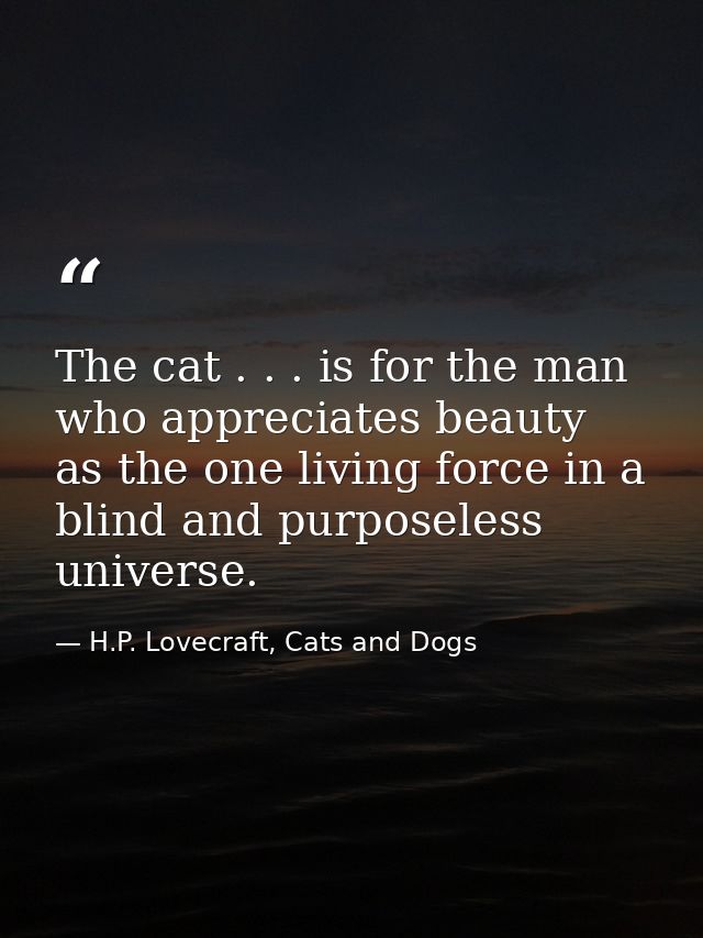 The cat . . . is for the man who appreciates beauty as the one living force in a blind and purposeless universe. — H.P. Lovecraft, Cats and Dogs