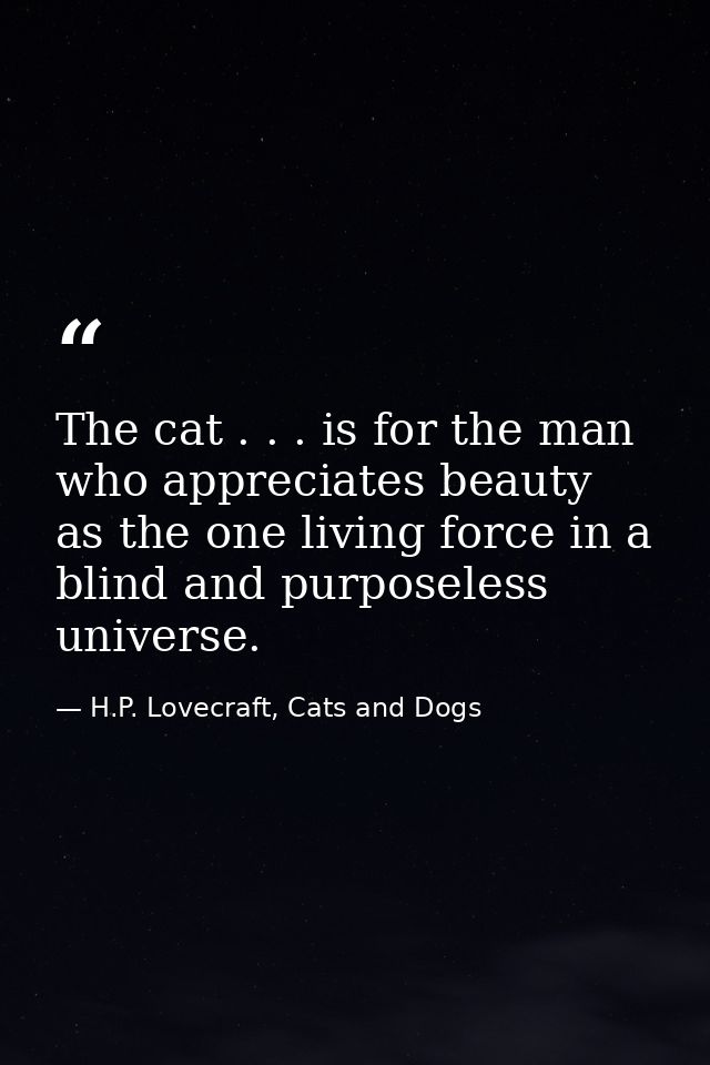 The cat . . . is for the man who appreciates beauty as the one living force in a blind and purposeless universe. — H.P. Lovecraft, Cats and Dogs