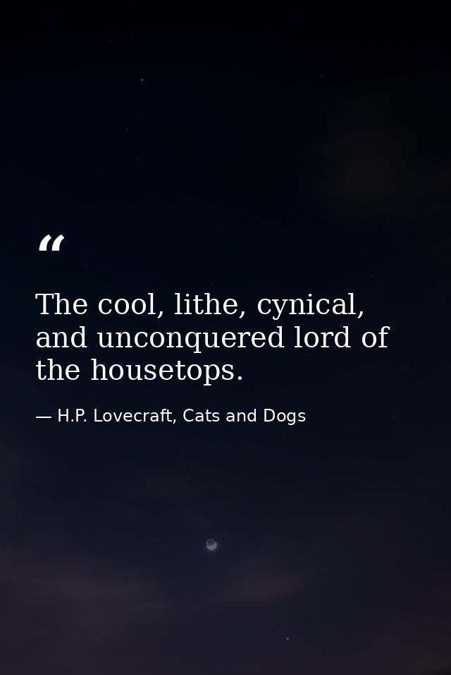 The cool, lithe, cynical, and unconquered lord of the housetops. — H.P. Lovecraft, Cats and Dogs