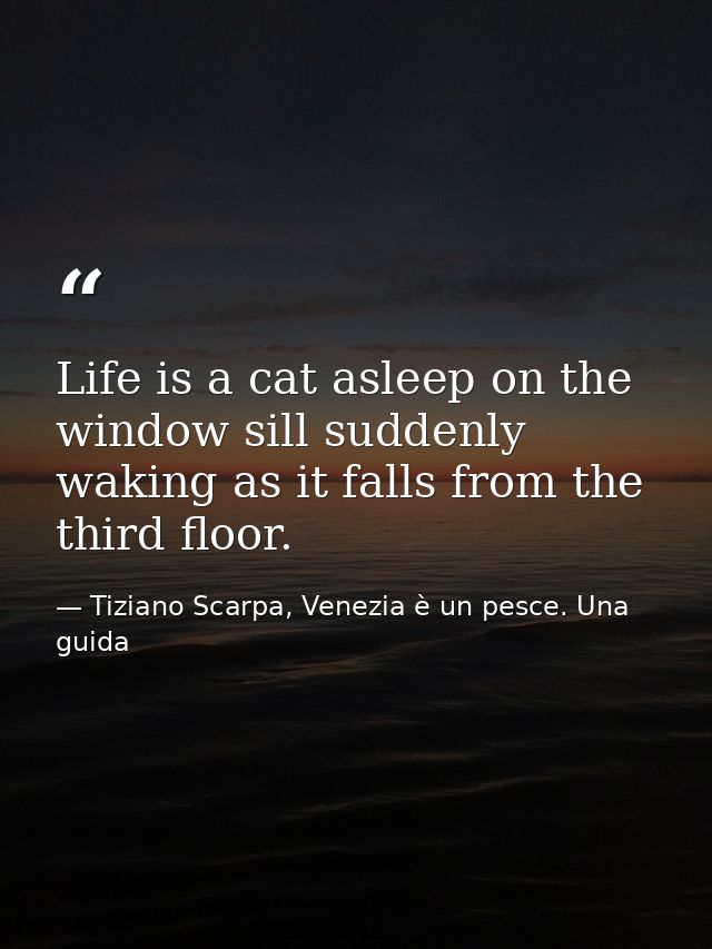 Life is a cat asleep on the window sill suddenly waking as it falls from the third floor. — Tiziano Scarpa, Venezia è un pesce. Una guida
