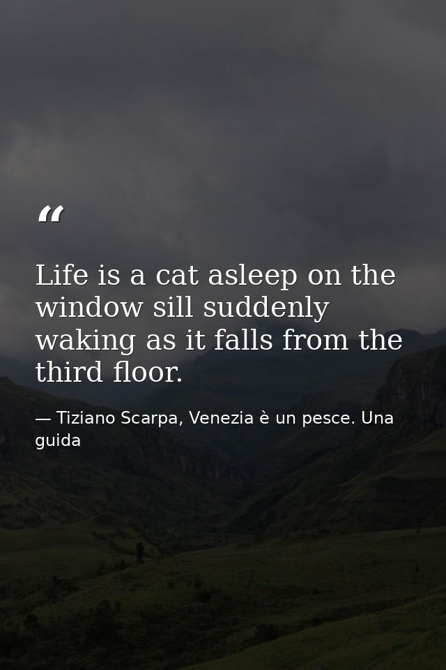 Life is a cat asleep on the window sill suddenly waking as it falls from the third floor. — Tiziano Scarpa, Venezia è un pesce. Una guida
