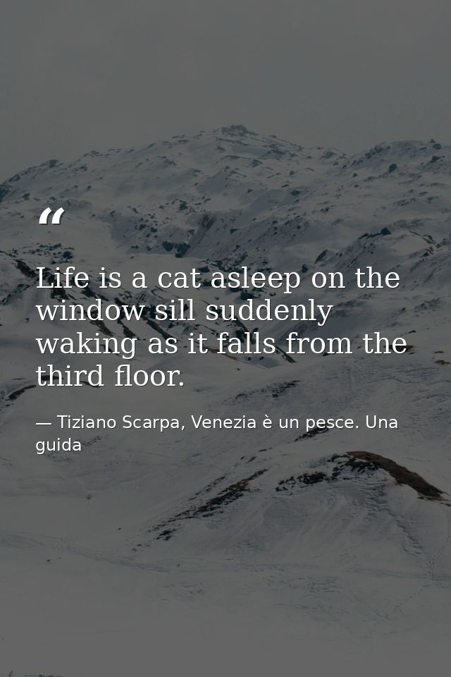 Life is a cat asleep on the window sill suddenly waking as it falls from the third floor. — Tiziano Scarpa, Venezia è un pesce. Una guida