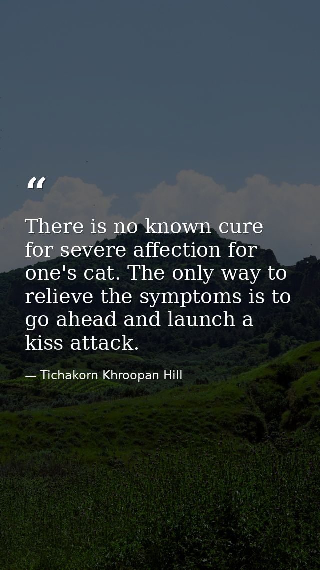 There is no known cure for severe affection for one's cat. The only way to relieve the symptoms is to go ahead and launc — Tichakorn Khroopan Hill