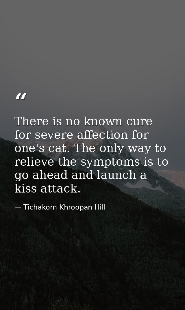 There is no known cure for severe affection for one's cat. The only way to relieve the symptoms is to go ahead and launc — Tichakorn Khroopan Hill