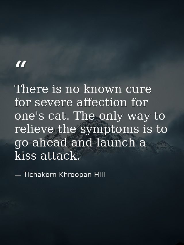 There is no known cure for severe affection for one's cat. The only way to relieve the symptoms is to go ahead and launc — Tichakorn Khroopan Hill