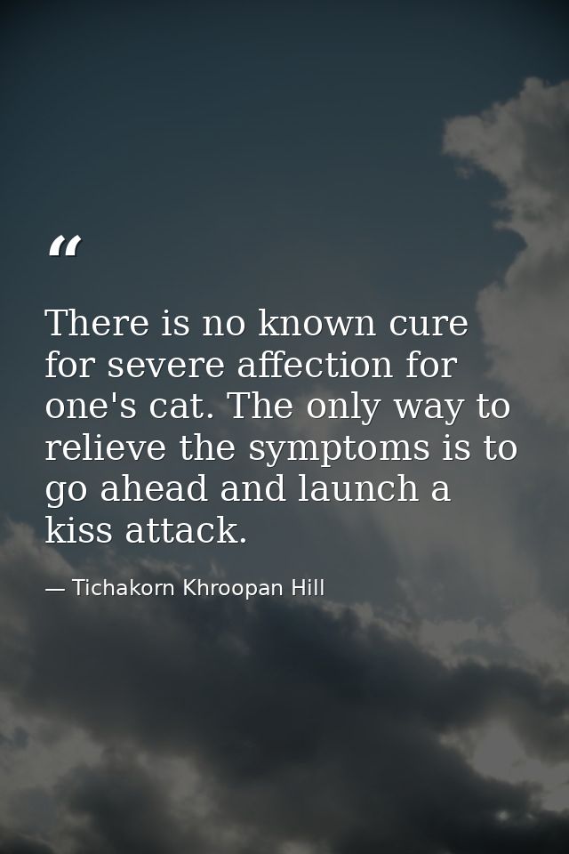 There is no known cure for severe affection for one's cat. The only way to relieve the symptoms is to go ahead and launc — Tichakorn Khroopan Hill
