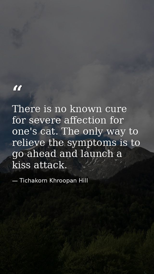 There is no known cure for severe affection for one's cat. The only way to relieve the symptoms is to go ahead and launc — Tichakorn Khroopan Hill