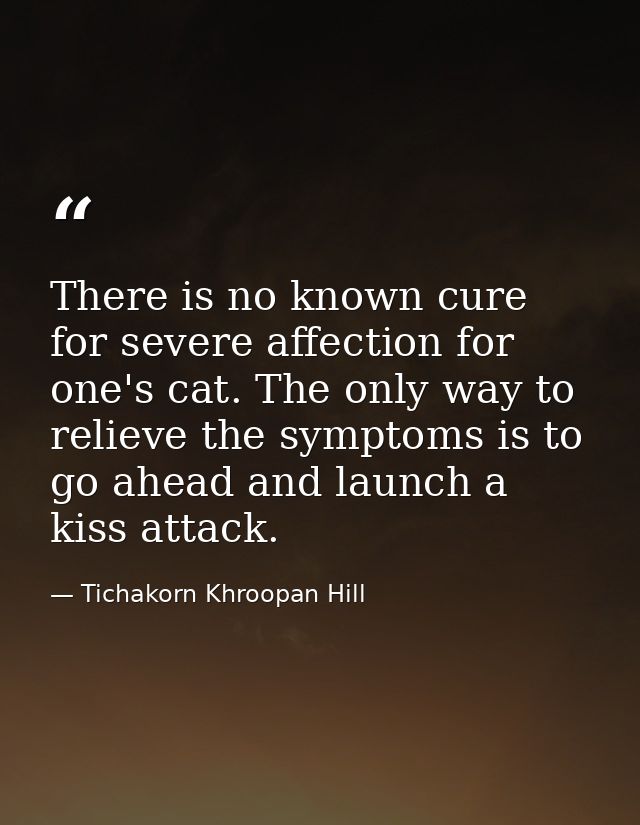 There is no known cure for severe affection for one's cat. The only way to relieve the symptoms is to go ahead and launc — Tichakorn Khroopan Hill