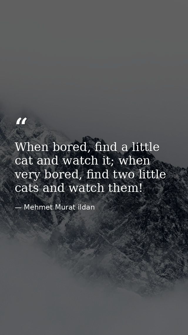 When bored, find a little cat and watch it; when very bored, find two little cats and watch them! — Mehmet Murat ildan