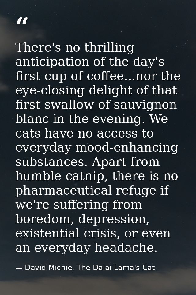 There's no thrilling anticipation of the day's first cup of coffee...nor the eye-closing delight of that first swallow o — David Michie, The Dalai Lama's Cat