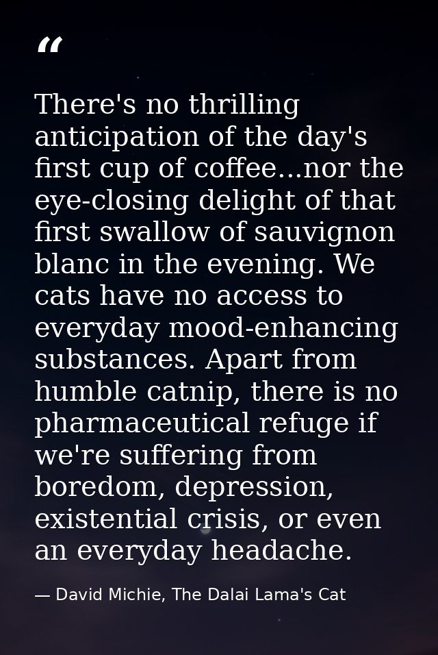 There's no thrilling anticipation of the day's first cup of coffee...nor the eye-closing delight of that first swallow o — David Michie, The Dalai Lama's Cat