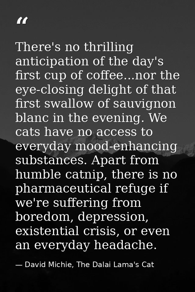 There's no thrilling anticipation of the day's first cup of coffee...nor the eye-closing delight of that first swallow o — David Michie, The Dalai Lama's Cat