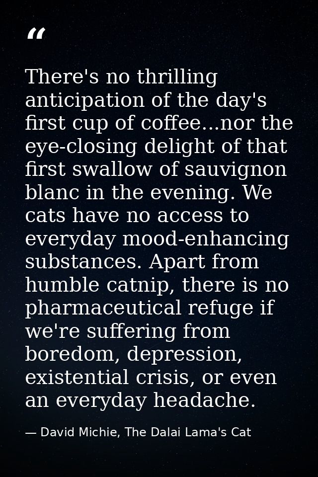 There's no thrilling anticipation of the day's first cup of coffee...nor the eye-closing delight of that first swallow o — David Michie, The Dalai Lama's Cat