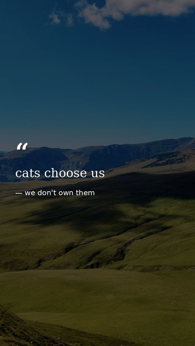 cats choose us — we don't own them